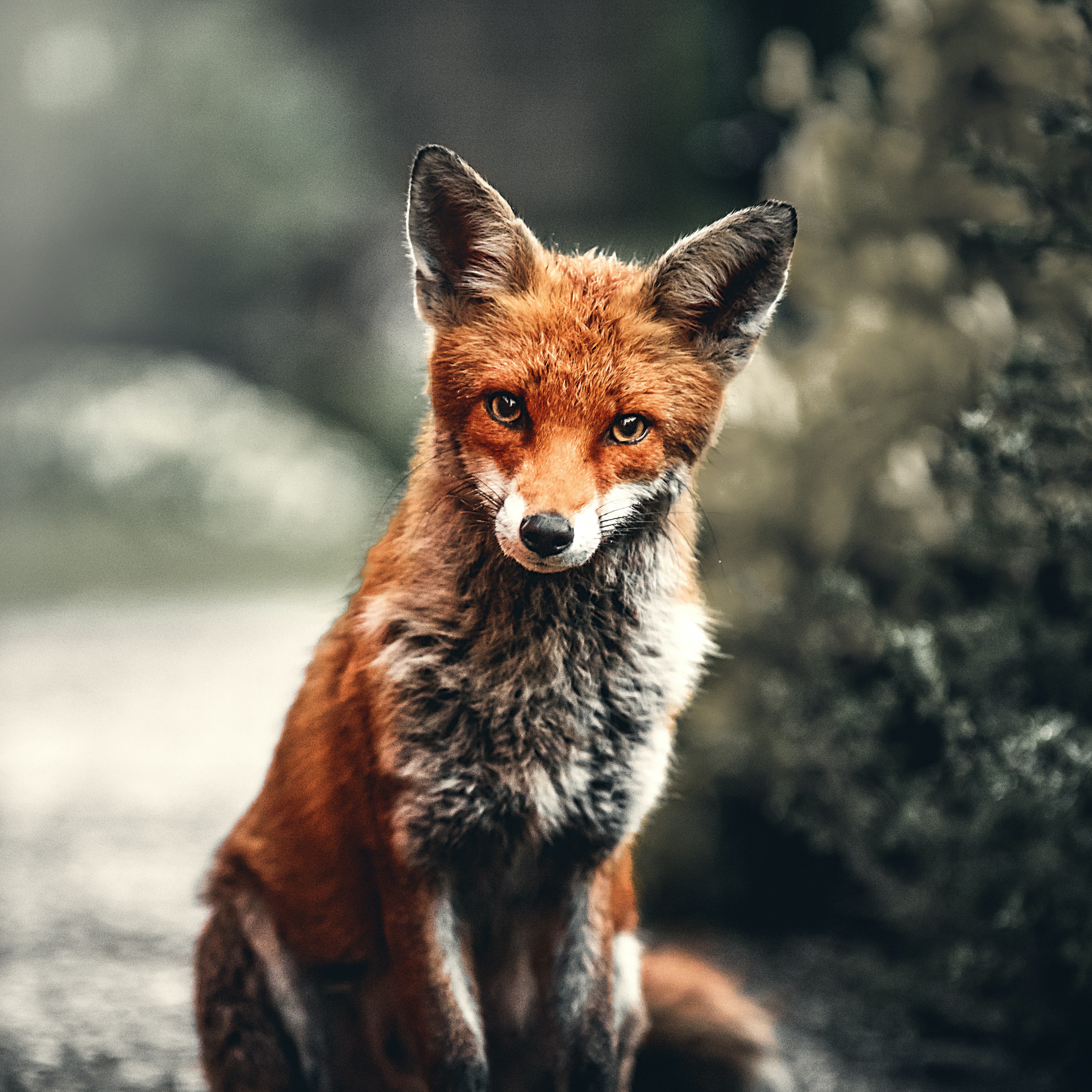 A cute little fox